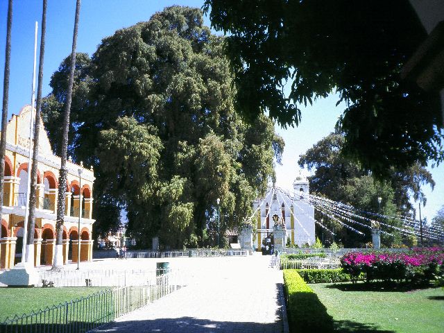 Árbol del Tule