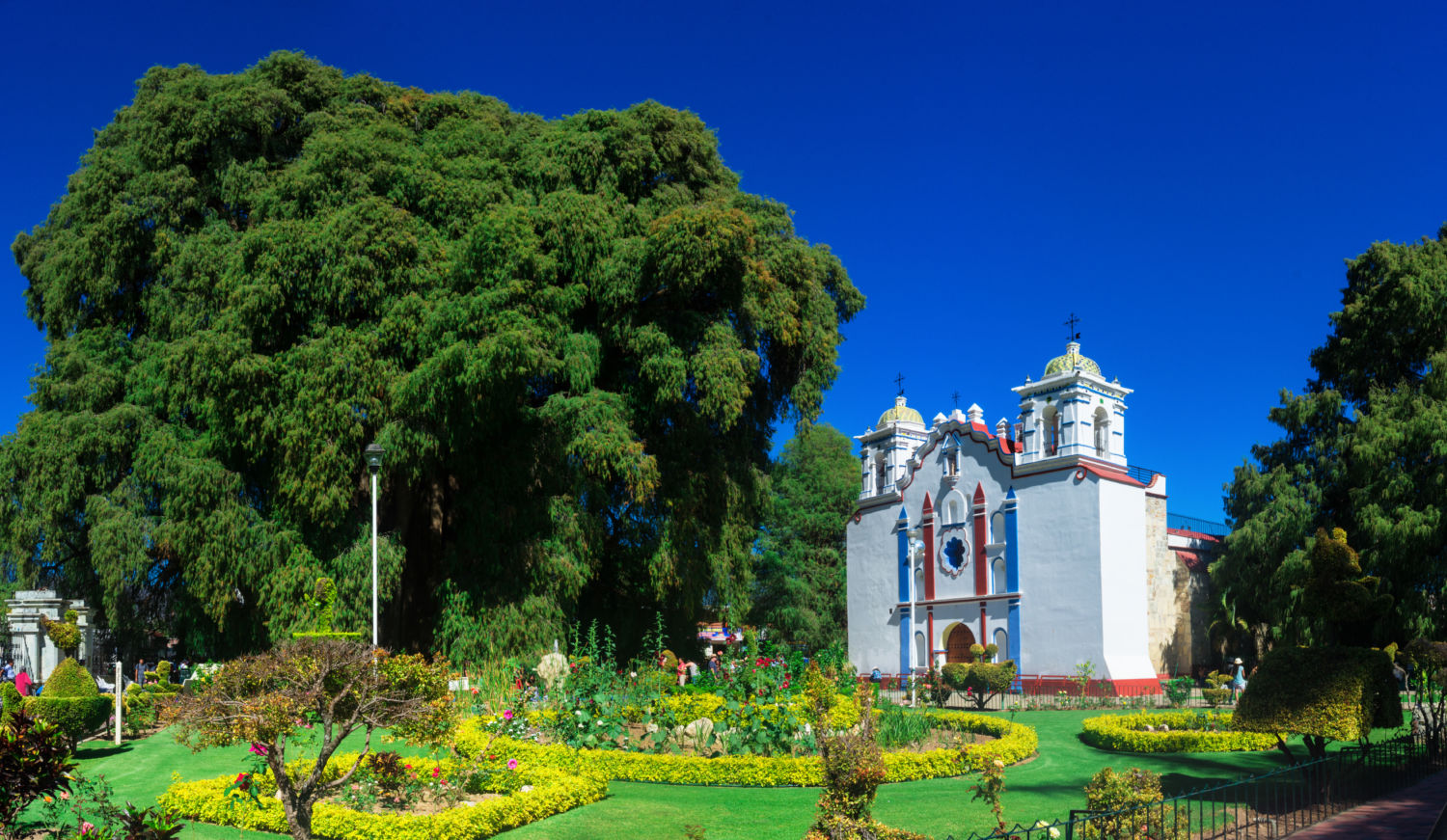 Árbol del Tule