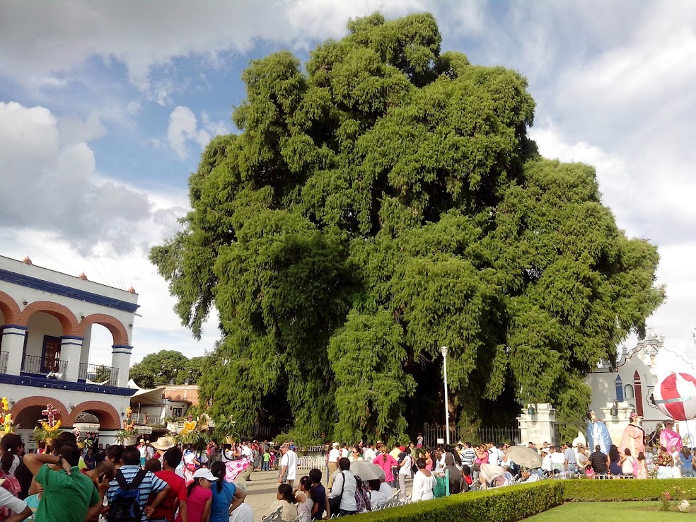 Árbol del Tule