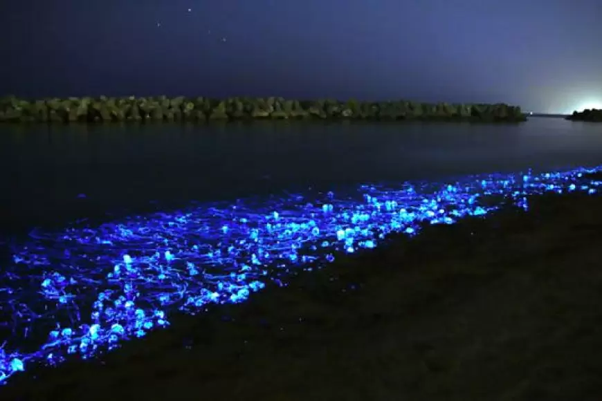 Laguna de Chacahua
