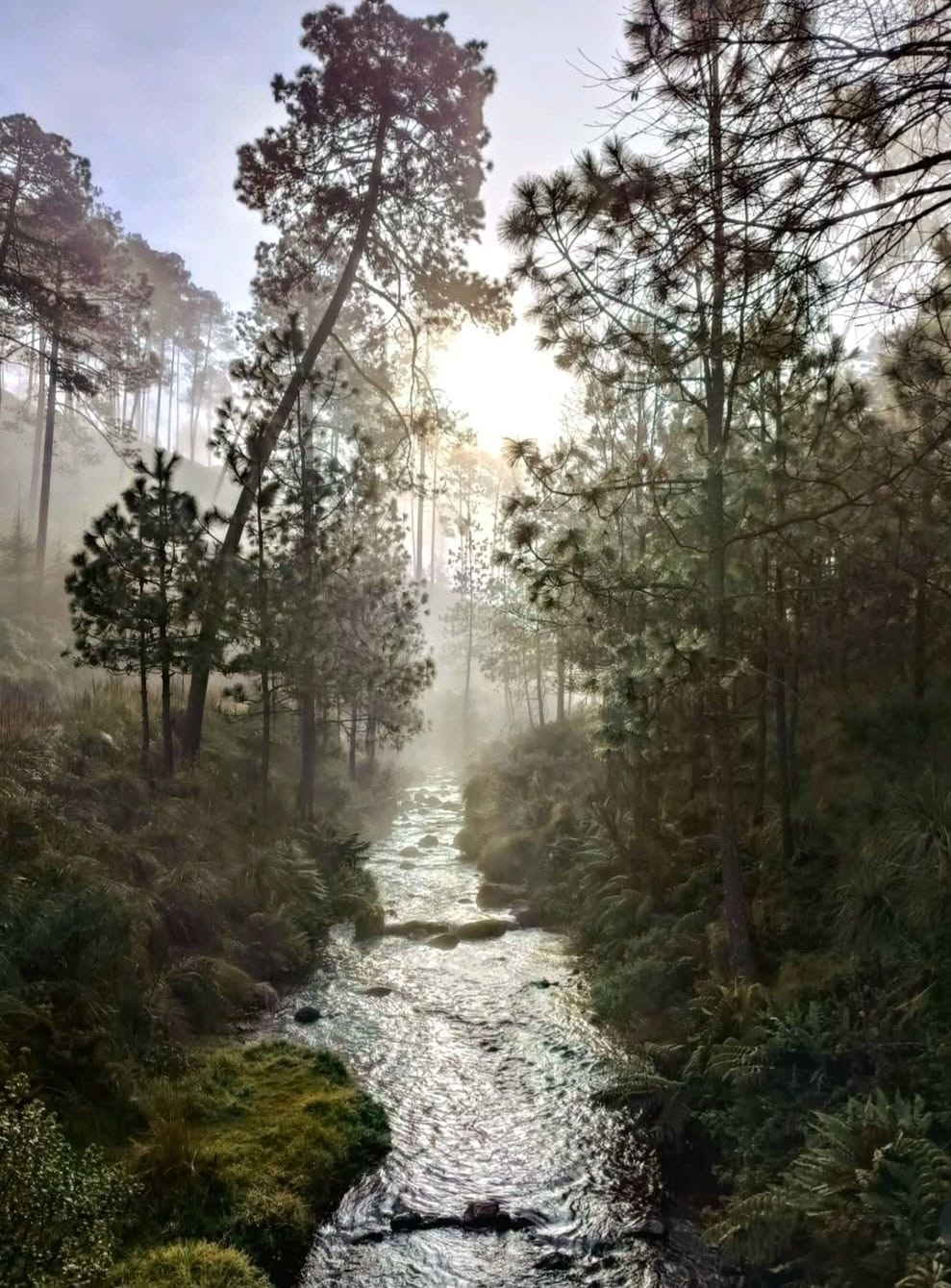 Llano de las Flores