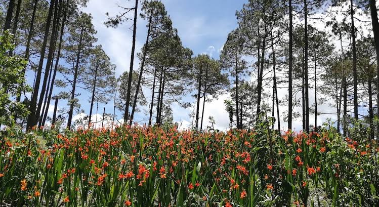 Llano de las Flores
