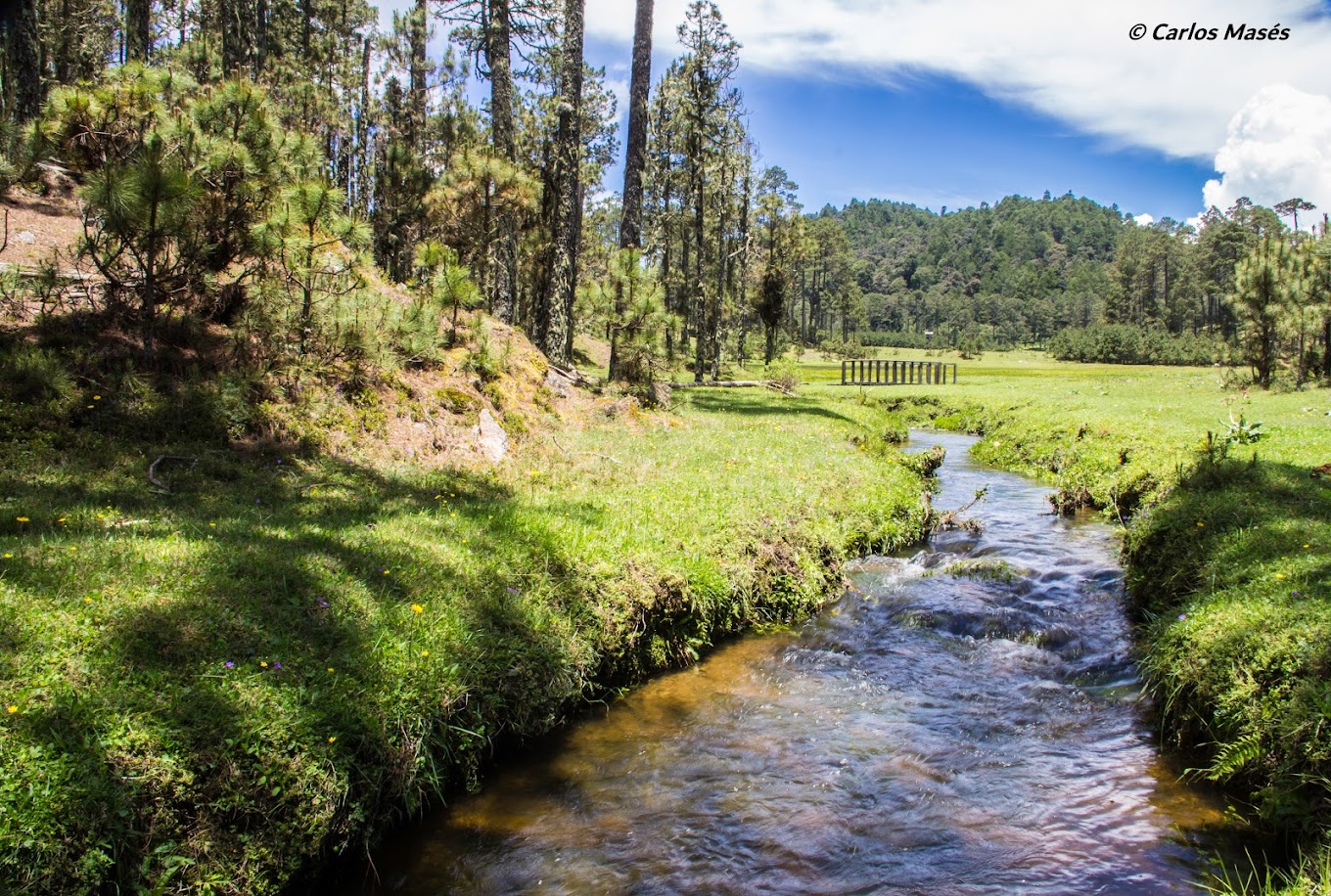 Llano de las Flores