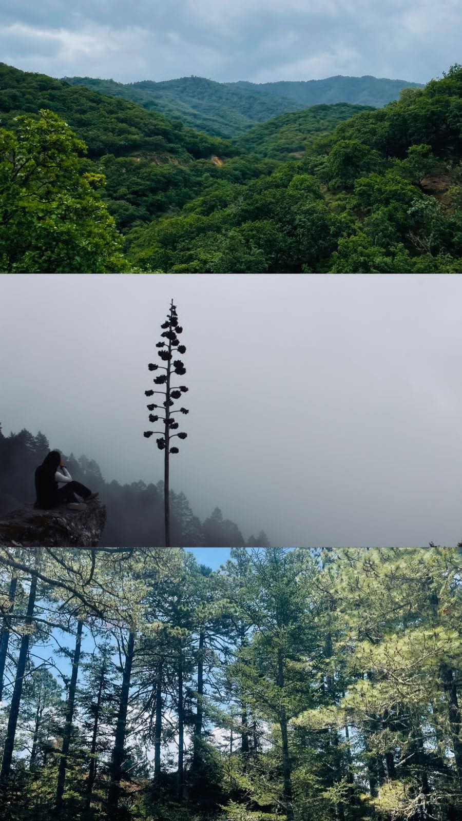 Ecoturismo Benito Juárez